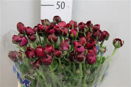 <h4>Ran El Violet</h4>