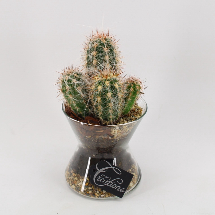 <h4>CTFD-2405 Cactus Fundamentals</h4>