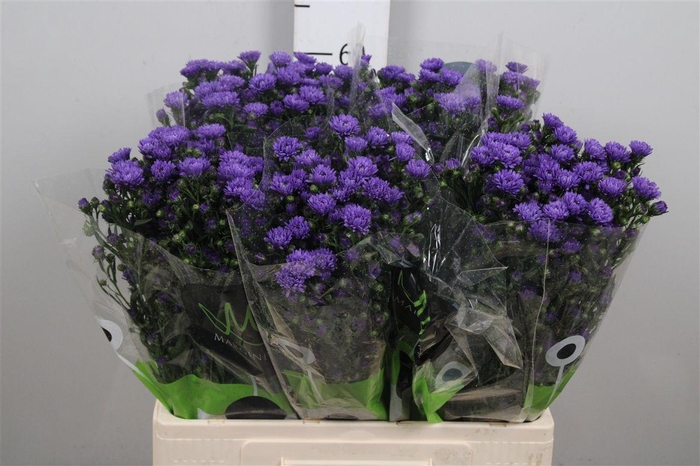 <h4>Ast Astee Dark Milka</h4>