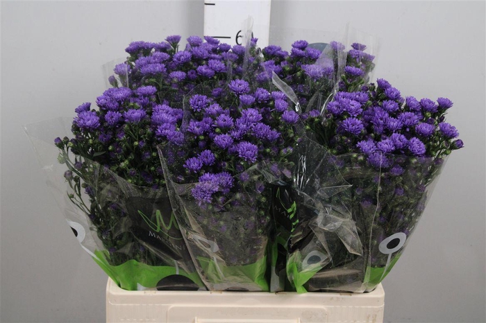 <h4>Ast Astee Dark Milka</h4>