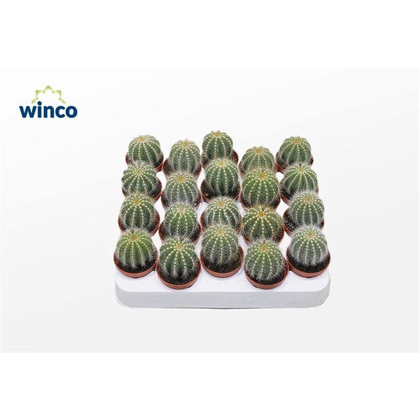 <h4>Notocactus Magnificus</h4>