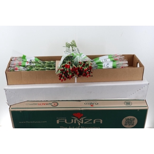 Di Symply Love X20 Box