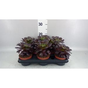 Aeonium arboreum