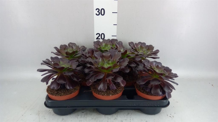 <h4>Aeonium arboreum</h4>