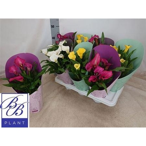 Zant Gem 4-5 +potcover