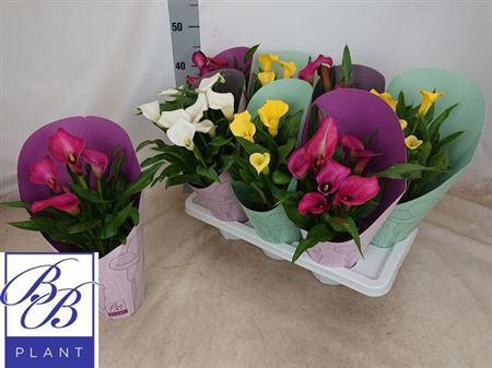 <h4>Zant Gem 4-5 +potcover</h4>