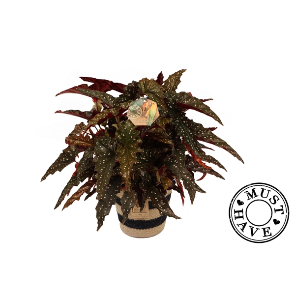 <h4>Maculata Black Forest in Jutte mand MUST HAVE</h4>