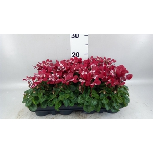 Cyclamen KL 'Djix'