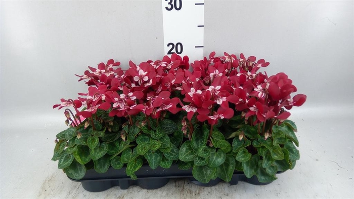 <h4>Cyclamen KL 'Djix'</h4>