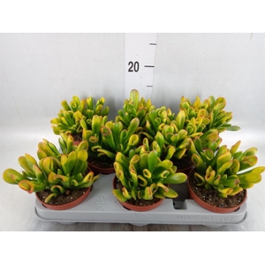 Crassula ovata 'Horn Tree'