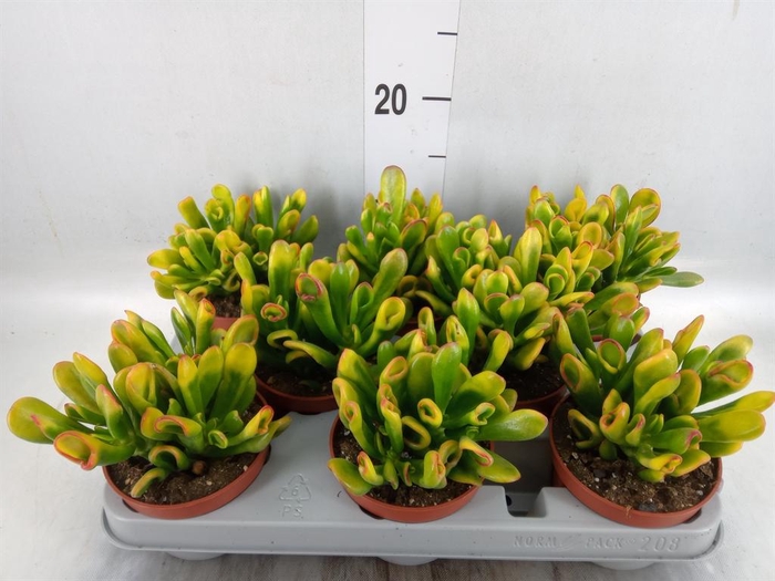 <h4>Crassula ovata 'Horn Tree'</h4>
