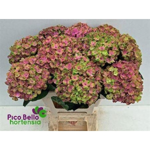 Hydr M Mag Coral 60cm