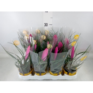 Tillandsia cyanea 'Vincent'