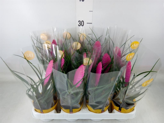 <h4>Tillandsia cyanea 'Vincent'</h4>