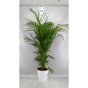 Dypsis lutescens   ...Chrysalidoca