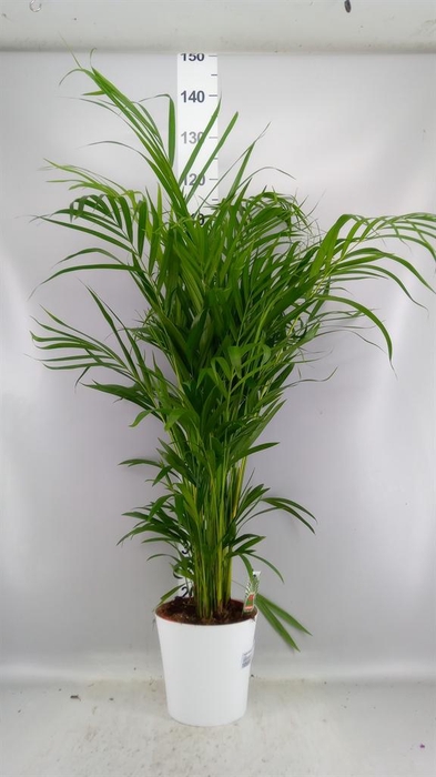 <h4>Dypsis lutescens   ...Chrysalidoca</h4>