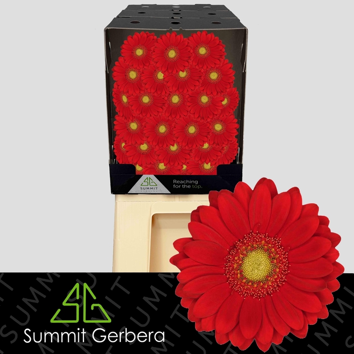 <h4>Germini Lipstick Diamond</h4>