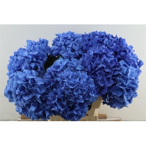 Hydr M Pimpernel 80-23