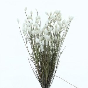 Kaaps Everlasting White