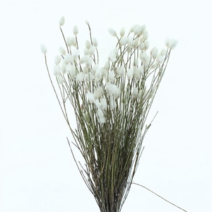 Kaaps Everlasting White