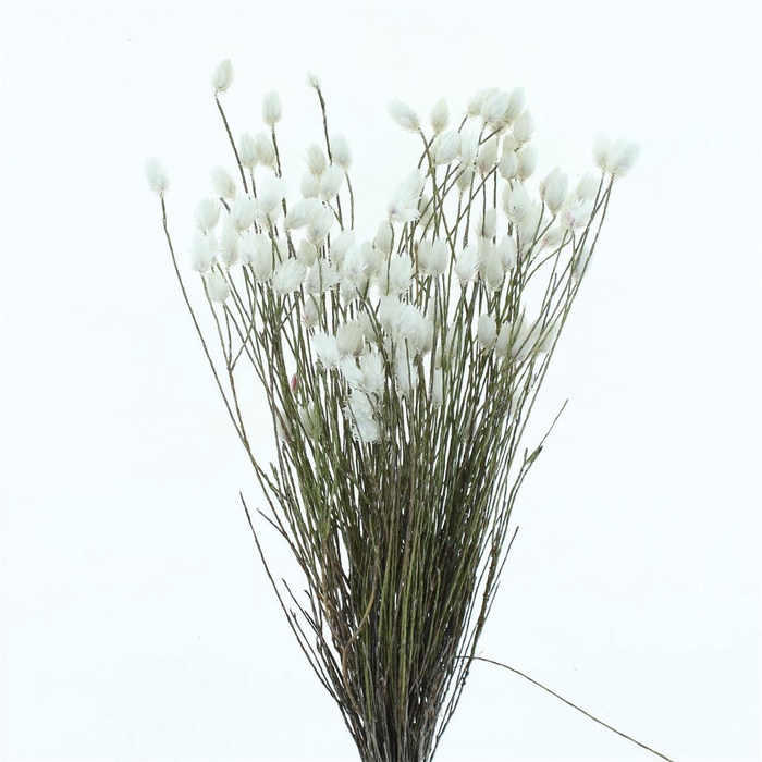 <h4>Kaaps Everlasting White</h4>