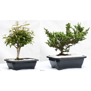 BONSAI FRUTA 6/10 ANOS JARDINEIRA 1.1L