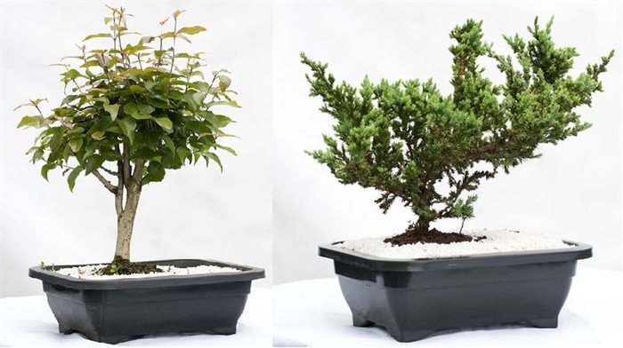 <h4>BONSAI FRUTA 6/10 ANOS JARDINEIRA 1.1L</h4>
