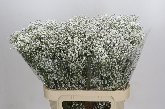 <h4>Gyps Xlence</h4>