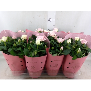 Rosa  'Infinity'   ...mix