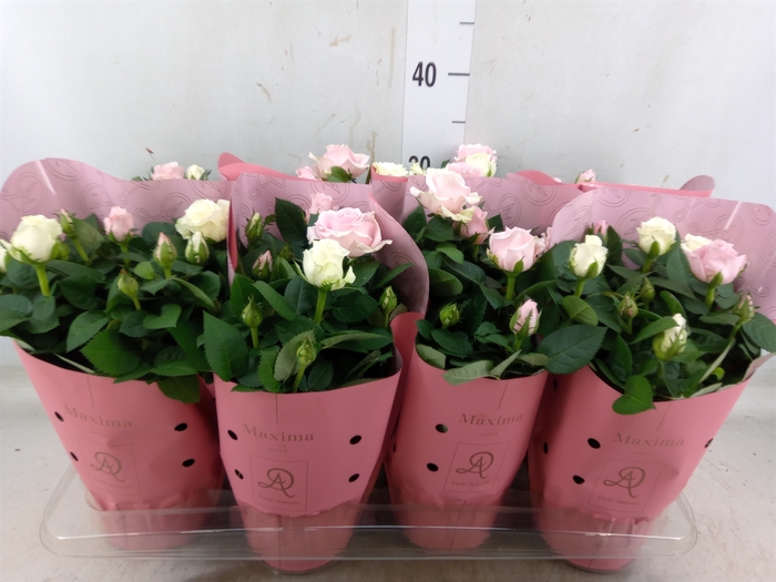 <h4>Rosa  'Infinity'   ...mix</h4>