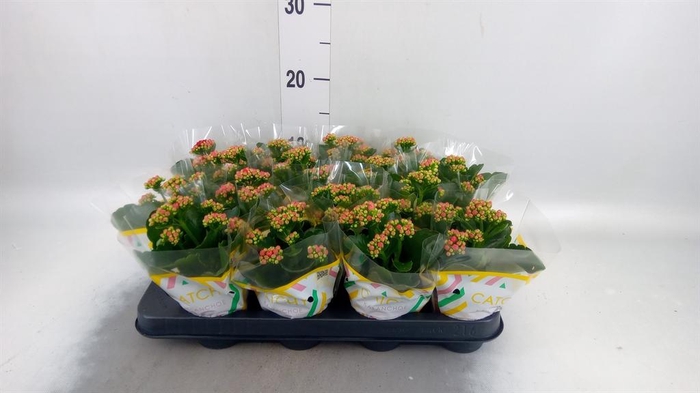 <h4>Kalanchoe blos. 'Garbo lilac'</h4>