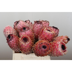 Protea Barbigera No leaves