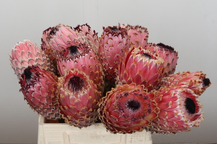 <h4>Protea Barbigera No leaves</h4>
