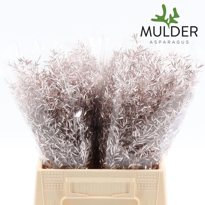 <h4>ASP DE CWEBE KLB H%</h4>