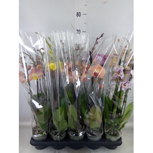 Phalaenopsis   ...mix