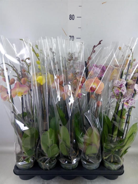 <h4>Phalaenopsis   ...mix</h4>