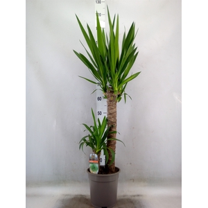 Yucca
