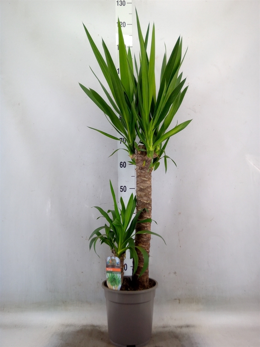 <h4>Yucca</h4>