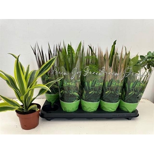 Planten Groen   ...mix  6