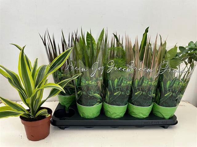 <h4>Planten Groen   ...mix  6</h4>