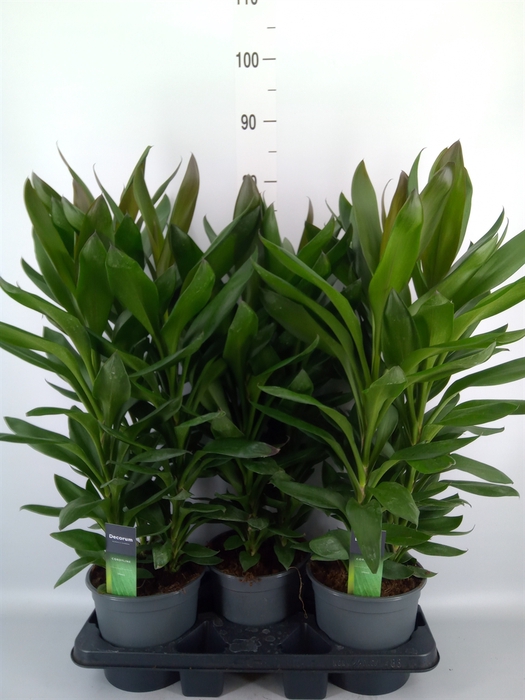 <h4>Cordyline  'Glauca'</h4>