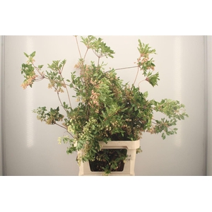 Enkianthus Campanulatus
