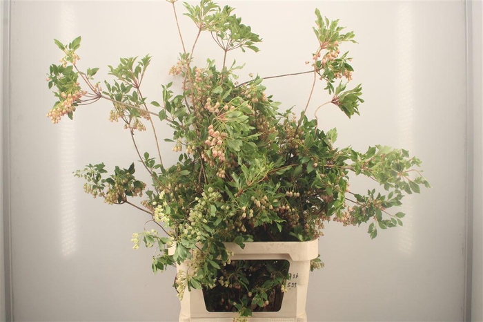<h4>Enkianthus Campanulatus</h4>