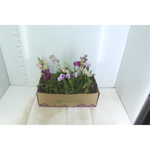 DENPHALAEN MINI P12 QUADRADO