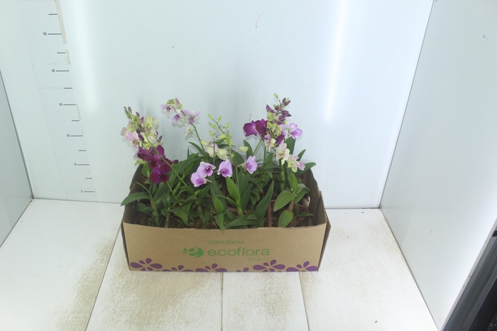 DENPHALAEN MINI P12 QUADRADO