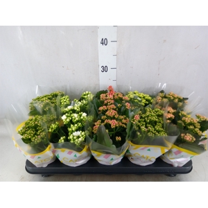 Kalanchoe blos.   ..rosebud mix  5