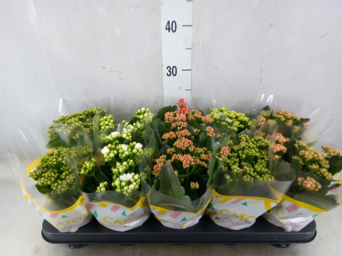 <h4>Kalanchoe blos.   ..rosebud mix  5</h4>