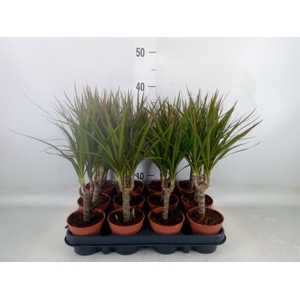 Dracaena marg.