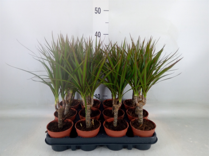 <h4>Dracaena marg.</h4>