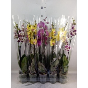 Phalaenopsis   ...mix  5